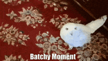 Owl Snowy Owl GIF - Owl Snowy Owl Batchy GIFs