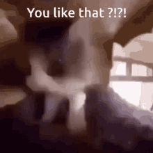 You Like That Cat GIF - You Like That Cat GIFs