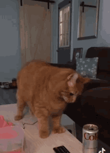 Cat Funny GIF - Cat Funny Knock GIFs