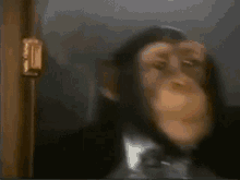 Chimpanzee Detective Chim GIF - Chimpanzee Detective Chim Door Close GIFs