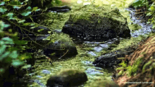 Nature River GIF - Nature River Water GIFs