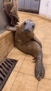 Treyreloaded Seal GIF - Treyreloaded Seal GIFs