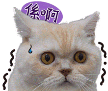 Taiwan Cat GIF - Taiwan Cat Scared GIFs