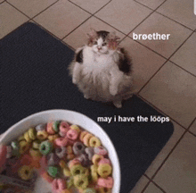 Loop Cat Cat GIF - Loop Cat Cat Loop GIFs