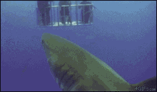 Shark Fart GIF - Shark Fart Divers GIFs