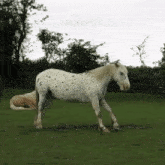 Horse Cute Horse GIF - Horse Cute Horse Horse Stretch GIFs