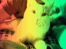 Likulo Limulo GIF - Likulo Limulo Cat GIFs