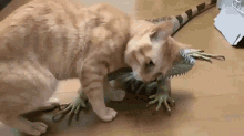 Kitty Cat GIF - Kitty Cat Iguana GIFs