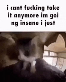Cat Anxiety GIF - Cat Anxiety Insane GIFs