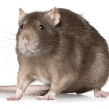 Rat Thumbs Down GIF - Rat Thumbs Down Disapproval GIFs