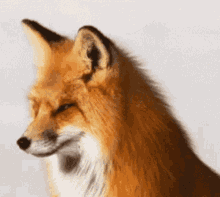 Cute Fox GIF - Cute Fox GIFs
