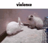 Cat Bunny GIF - Cat Bunny Violence GIFs