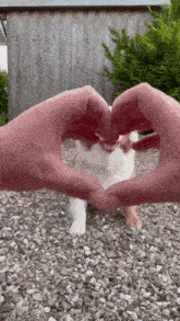 a person is making a heart shape with their hands in front of a cat