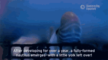 Nautilus Emerge GIF - Nautilus Emerge Baby Nautilus GIFs