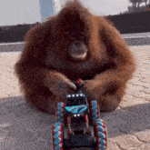 Monkey Rc Car GIF