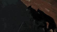 two black dogs on a leash are walking down a dark street