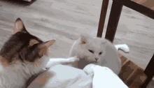 Therethere Cats GIF