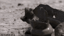 a snail is crawling in the mud on the beach .