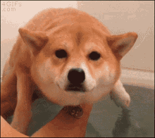 Doggo Bathtub GIF - Doggo Bathtub Dog GIFs