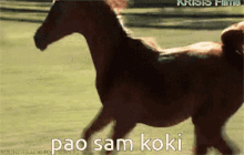 Kljuse Horse GIF - Kljuse Horse Slip GIFs