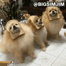 Cute Dogs Bread Dog GIF - Cute Dogs Bread Dog Happy Face GIFs