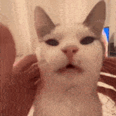 Goodaim Cat GIF - Goodaim Cat GIFs