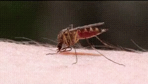 Mosquito Bite GIF - Mosquito Bite - Discover & Share GIFs