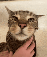 a cat is wrapped in a towel and being held by a person
