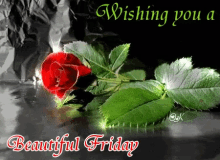 Friday Rose GIF - Friday Rose Beautiful Friday GIFs