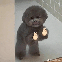 a small fluffy dog is standing on its hind legs and giving a thumbs up .