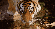 a tiger drinking water from a pond with leaves on the ground