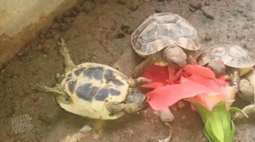 turtle eating flower