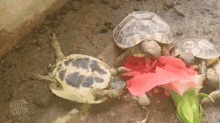 turtle flipped upside down eating flower