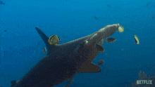 Swimming Hammerhead Shark GIF - Swimming Hammerhead Shark Our Living World GIFs