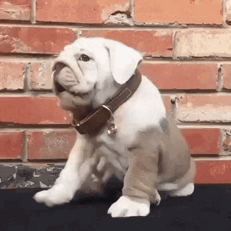 Bulldog Haha GIF - Bulldog Haha Funny - Discover & Share GIFs