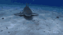 shark fest swimming nat geo shark underwater