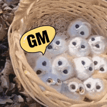 Gm Good Morning GIF - Gm Good Morning Owl GIFs