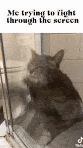 a cat is looking through a glass shower door with the caption me trying to fight through the screen