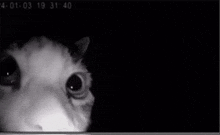 a black and white photo of a cat with the time 4:01