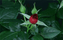 Rose Bloom GIF