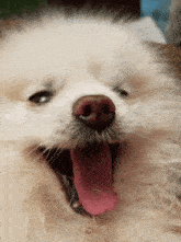 Barkie Singing Pomeranian Teacup Dog Puppy Cute Howling Yawning GIF