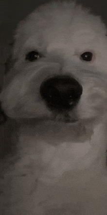 Dog Doug Staring GIF