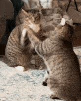 two cats are playing with each other on a rug in a living room