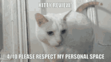 Cat Kitty GIF - Cat Kitty Kitty Review GIFs