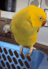 Parrot Give Me Attention GIF - Parrot Give Me Attention Excuse Me GIFs