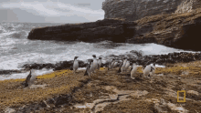 Toddling Penguins Shaking Off The Water GIF