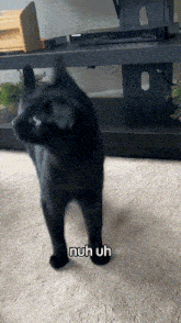 Nuh Uh Nope GIF - Nuh Uh Nope Cat GIFs