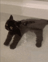 Cat Black Cat GIF - Cat Black Cat кот GIFs