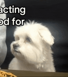 a small white dog sitting in front of a sign that says acting od for