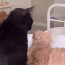Yourarchivist Black Cat Orange Cat GIF - Yourarchivist Black Cat Orange Cat Black Cat GIFs